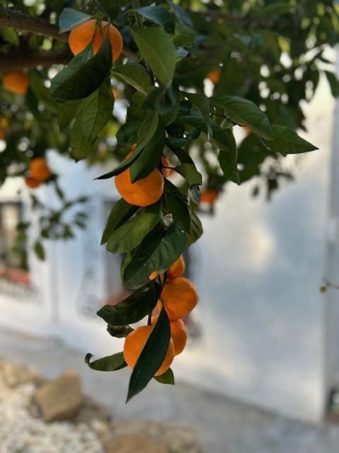 Casa Lima Villa Orba Dış mekan fotoğraf